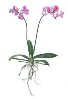 Phalaenopsis I